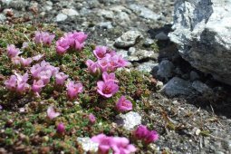 Bergklub: Gorner Grat (3145 m.ü.M.)